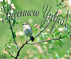 Весеннего утра!