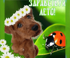 Здравствуй лето