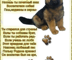 Поздравляем с Днем Кинолога!