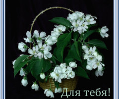 Картинки с цветами для тебя
